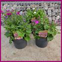 Afbeelding van Senetti P23 Divers 4 kleuren